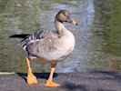 Bean Goose (WWT Slimbridge October 2017) - pic by Nigel Key